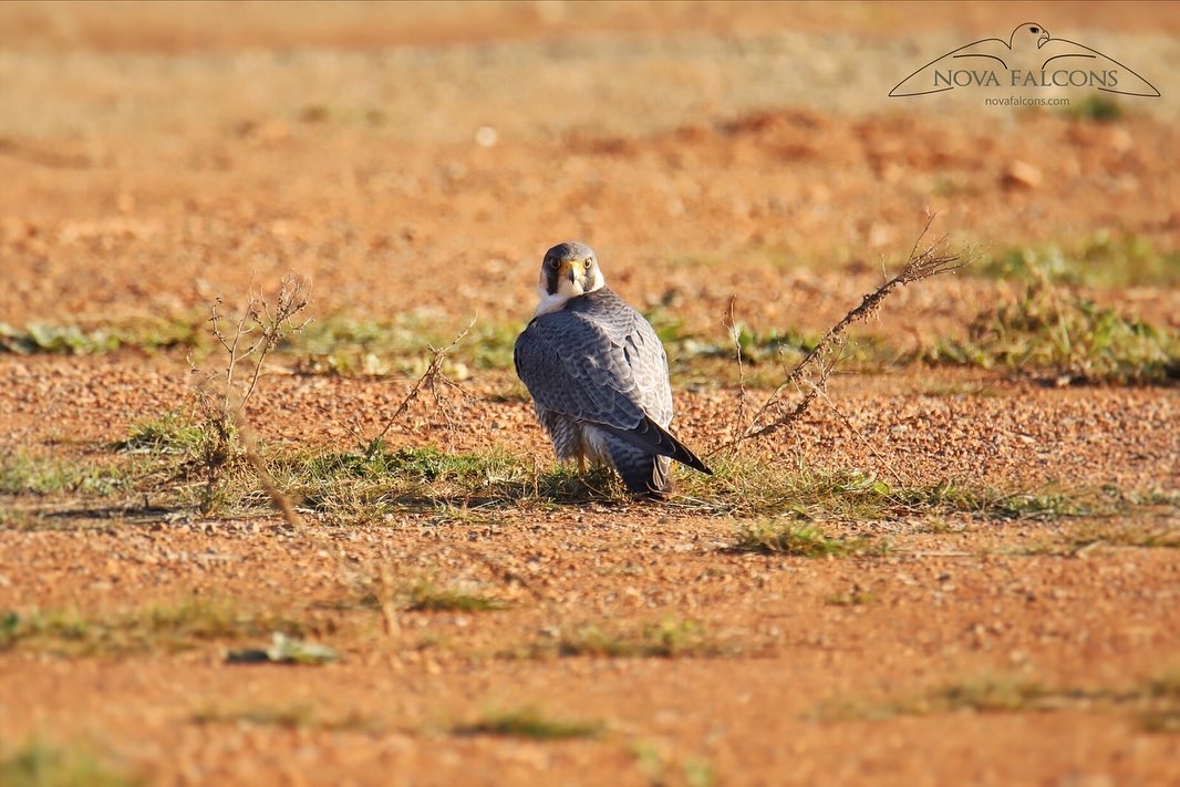 halcón peregrino ibiza falco peregrinus