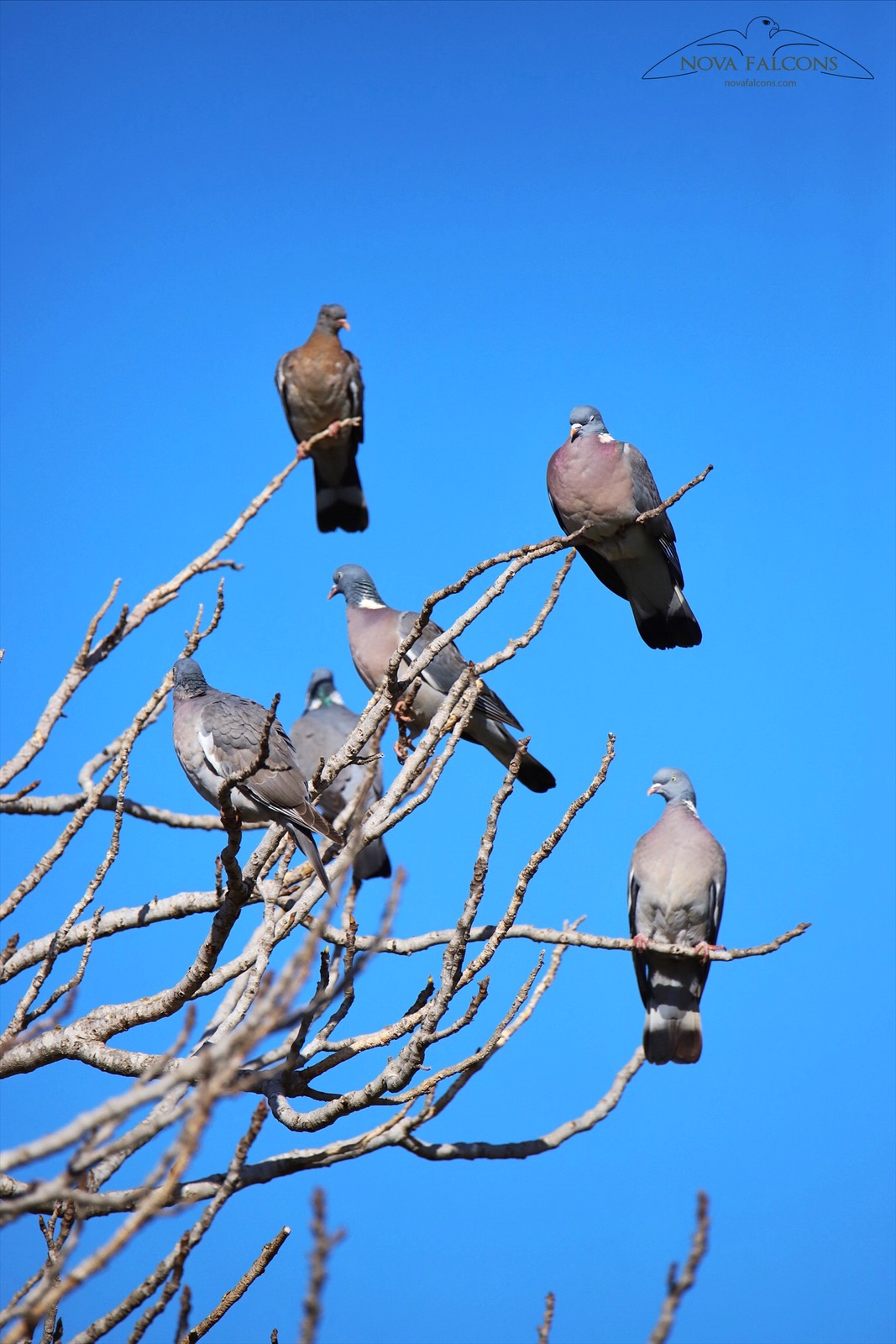 control de palomas torcaces pitiusas