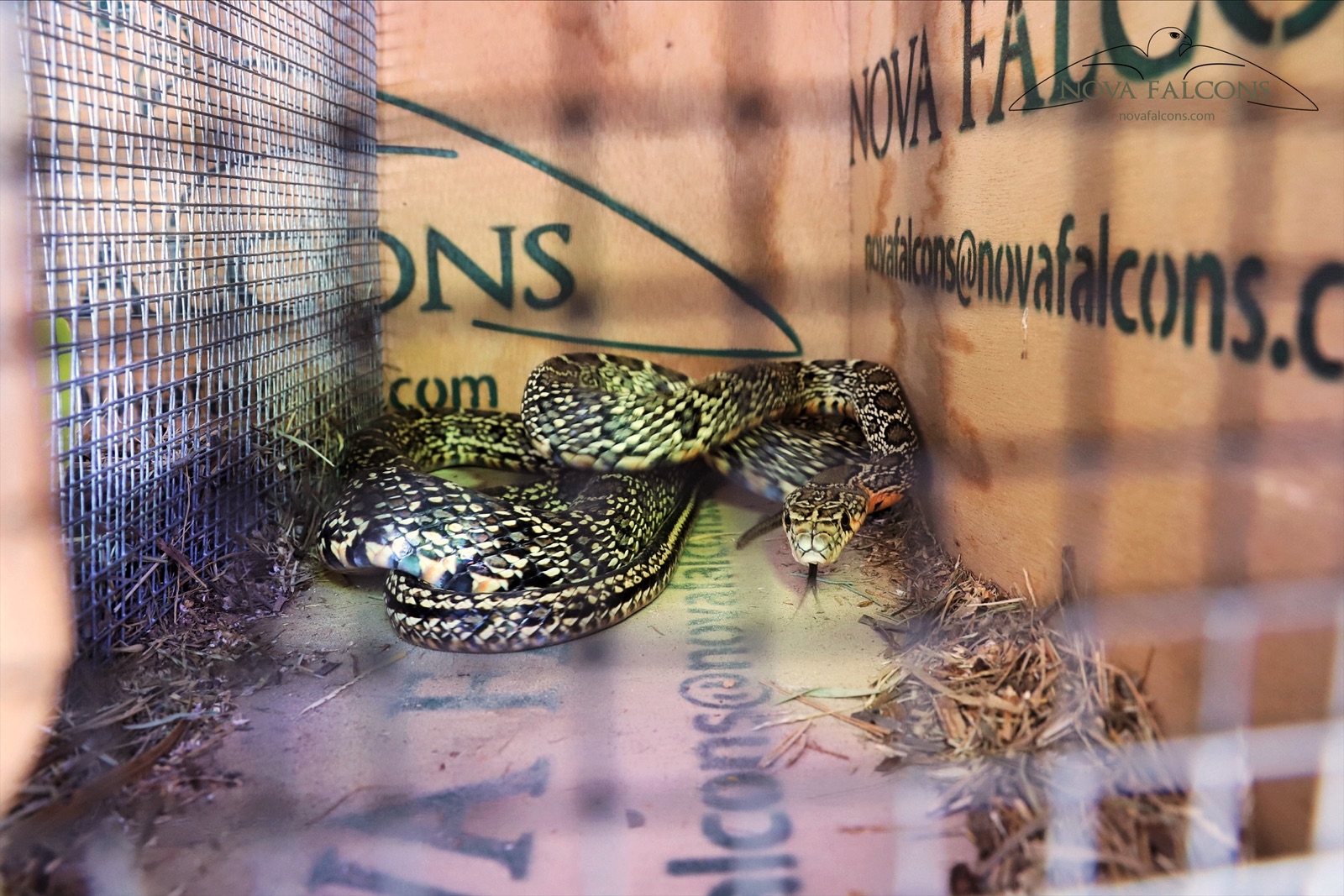 Captura de serpientes Ibiza y Formentera